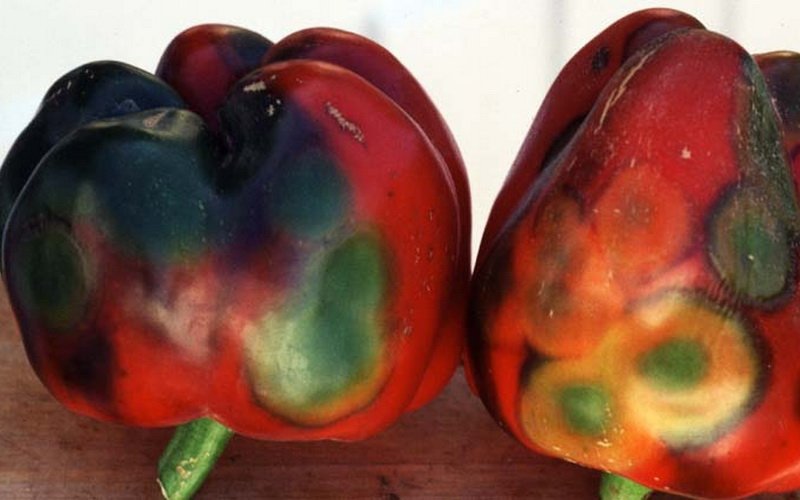 болезни сладкого перца болезни сладкого перца