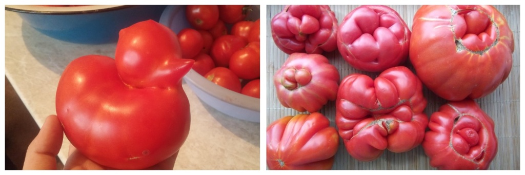 томаты.jpg томаты.jpg
