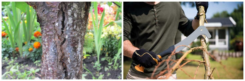 кебровка.jpg кебровка.jpg