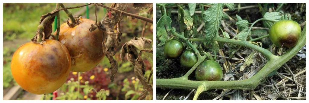 стрик.jpg стрик.jpg