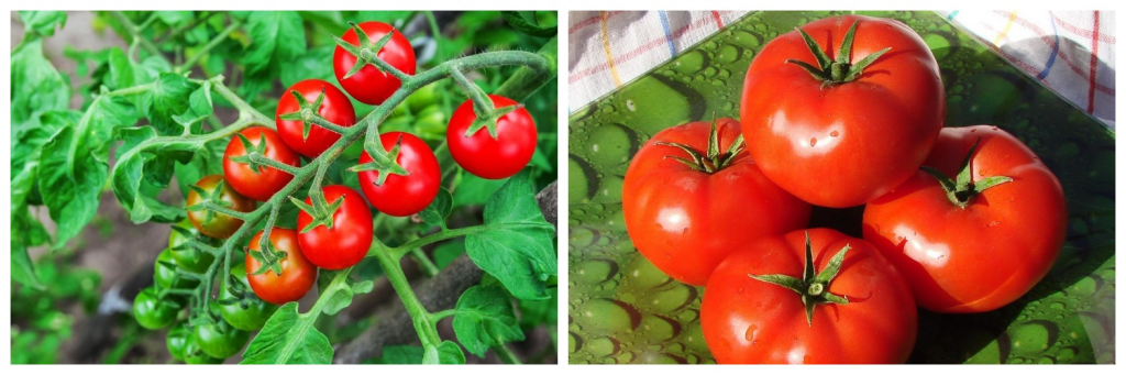 томаты3.png томаты3.png