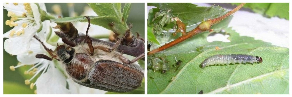 вредители-в-саду.jpg вредители-в-саду.jpg