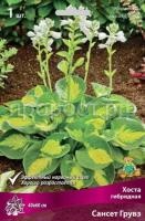 Хоста гибридная Сансет Грувз