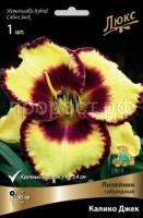 Лилейник гибридный Калико Джек