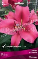 Лилия ОТ-Гибрид Палаццо (14-16) 2 шт 736219