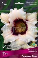 Лилейник гибридный Пандорас Бокс