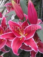 лилия вангелис