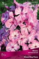Флокс метельчатый Юник Олд Пинк