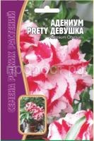 Адениум Прелестная Девушка 3 шт Редкие растения Адениум Прелестная Девушка 3 шт Редкие растения