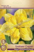 Нарцисс Блейзинг Старлет