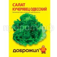 салат кудрявец одесский