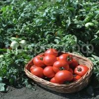 Томат Полбиг F1 1г