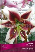 Лилия ОТ-Гибрид Беверли Дримс (12-14) 5 шт 717812