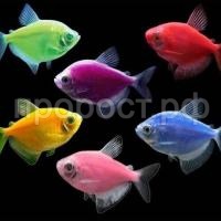 Тернеция Тернеция