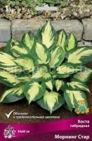 Хоста гибридная Морнинг Стар