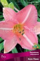 Лилейник гибридный Холс Пинк Лилейник гибридный Холс Пинк
