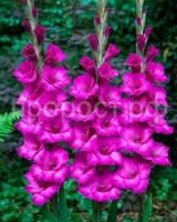 гладиолус бельведер гладиолус бельведер