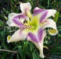 Лилейник гибридный Айд Твистер Лилейник гибридный Айд Твистер