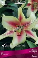 Лилия ОТ-Гибрид Лавон (14-16) 2шт 736204