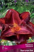 Лилейник гибридный Бургунди Лав Лилейник гибридный Бургунди Лав