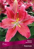 Лилия Восточная Барракуда (14-16) 2 шт 675463 Лилия Восточная Барракуда (14-16) 2 шт 675463