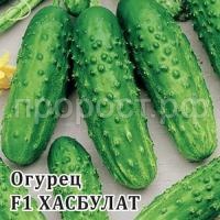 Огурец Хасбулат F1 100 шт