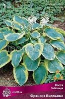 Хоста Зибольда Фрэнсиз Вилльямс