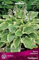 Хоста гибридная Тамбурин