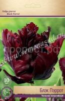 Тюльпан Попугайный Блэк Пэррот (тёмно-бордовый, 10шт, 11-12) 732383