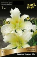 Лилейник гибридный Хевенли Энджел Айс Лилейник гибридный Хевенли Энджел Айс