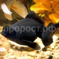 Телескоп Телескоп