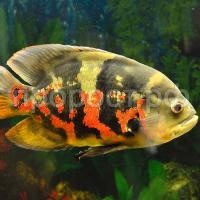 Рыба Астронотус ассорти 20-25см Рыба Астронотус ассорти 20-25см