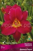 Лилейник гибридный Джипси Тертл