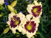 лилейникСелебрейшн ов Эйнджелз лилейникСелебрейшн ов Эйнджелз