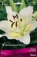Лилия ОТ-Гибрид Ормея (14-16) 2шт 736218