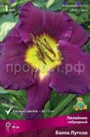 Лилейник гибридный Бэлла Лугози Лилейник гибридный Бэлла Лугози