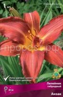 Лилейник гибридный Анзак Лилейник гибридный Анзак