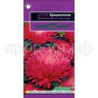 хризантелла малин. восторг хризантелла малин. восторг