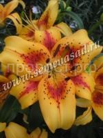 НоменклатураПрисоединенныеФайлы НоменклатураПрисоединенныеФайлы