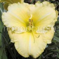 лилейник Айскеп лилейник Айскеп