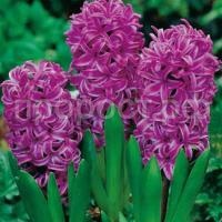 гиацинт пепл сенсейшн