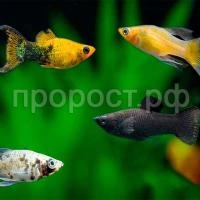 Моллинезия в ассортименте