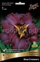Лилейник гибридный Блэк Стокингз Лилейник гибридный Блэк Стокингз