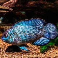 Рыба Нанокара неоновая Рыба Нанокара неоновая