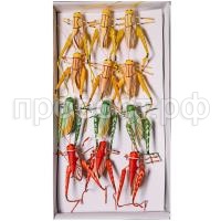 саранча саранча