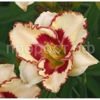 лилейник криптик мессаадж