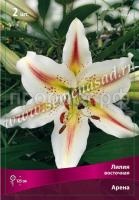 Лилия Восточная Арена (14-16) 2 шт 330313