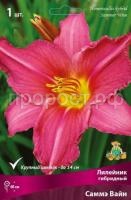 Лилейник гибридный Саммэ Вайн_бордо