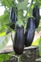 Баклажан Каприз F1 0,1г Седек