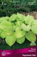 Хоста гибридная Тортилла Чип